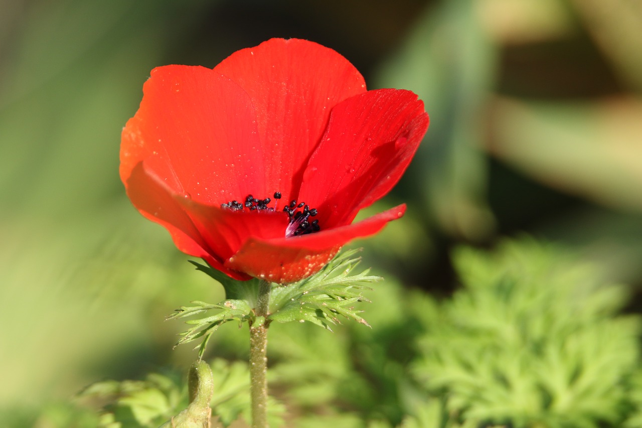 flower  anemone  red free photo