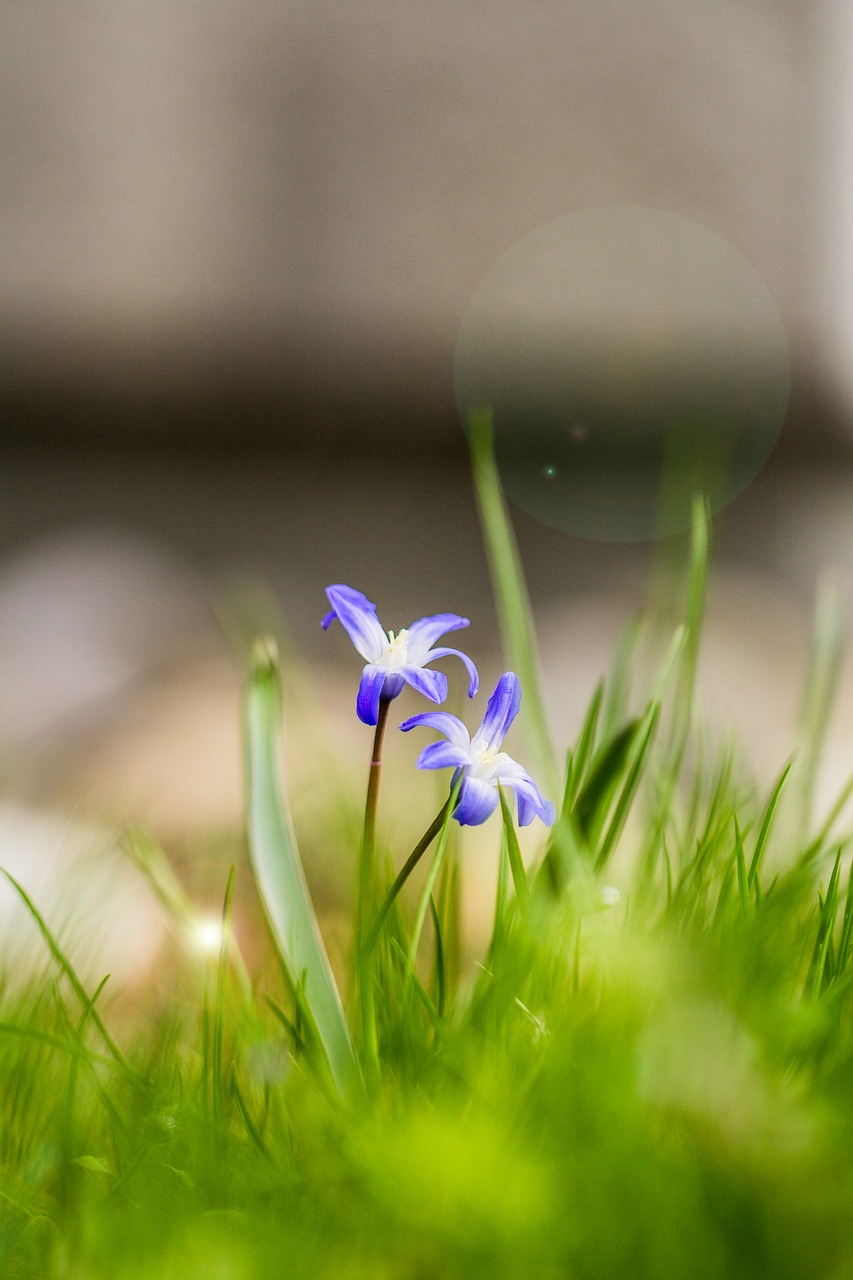 flower  grass  macro free photo