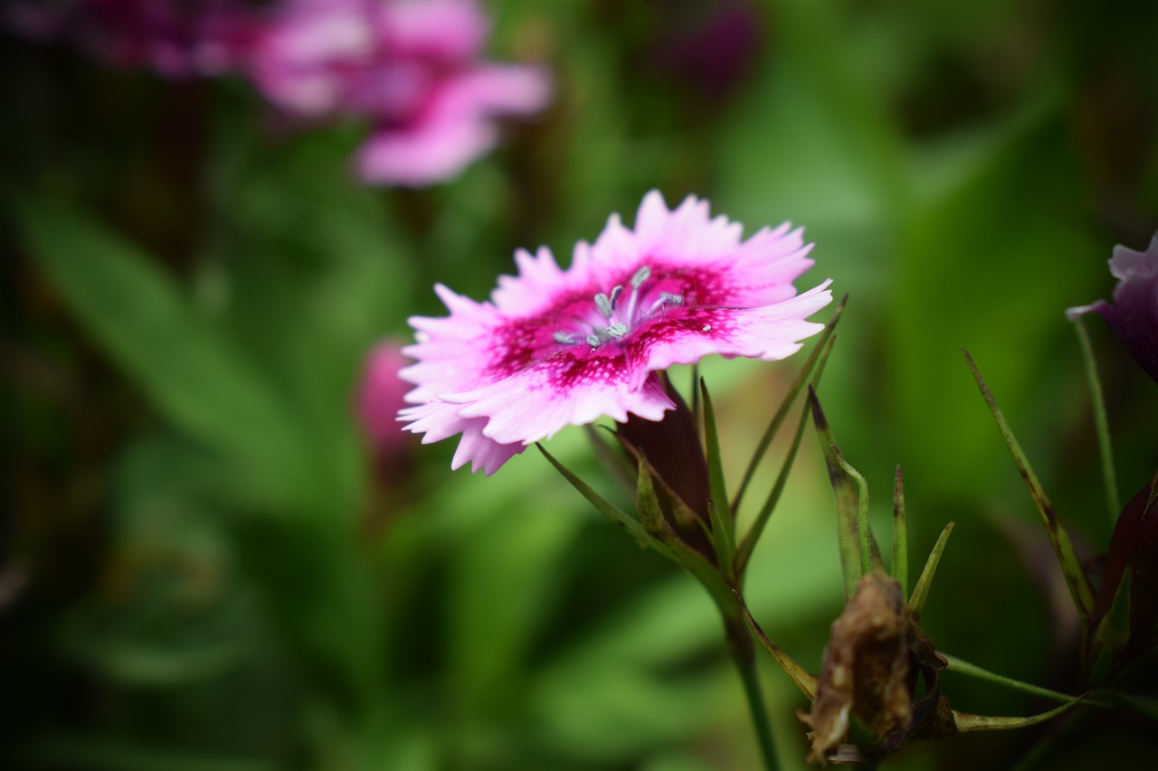 flower  green  nature free photo