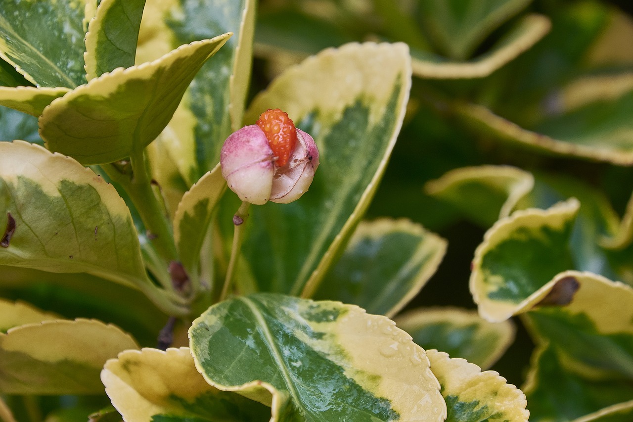 flower  leaves  plant free photo