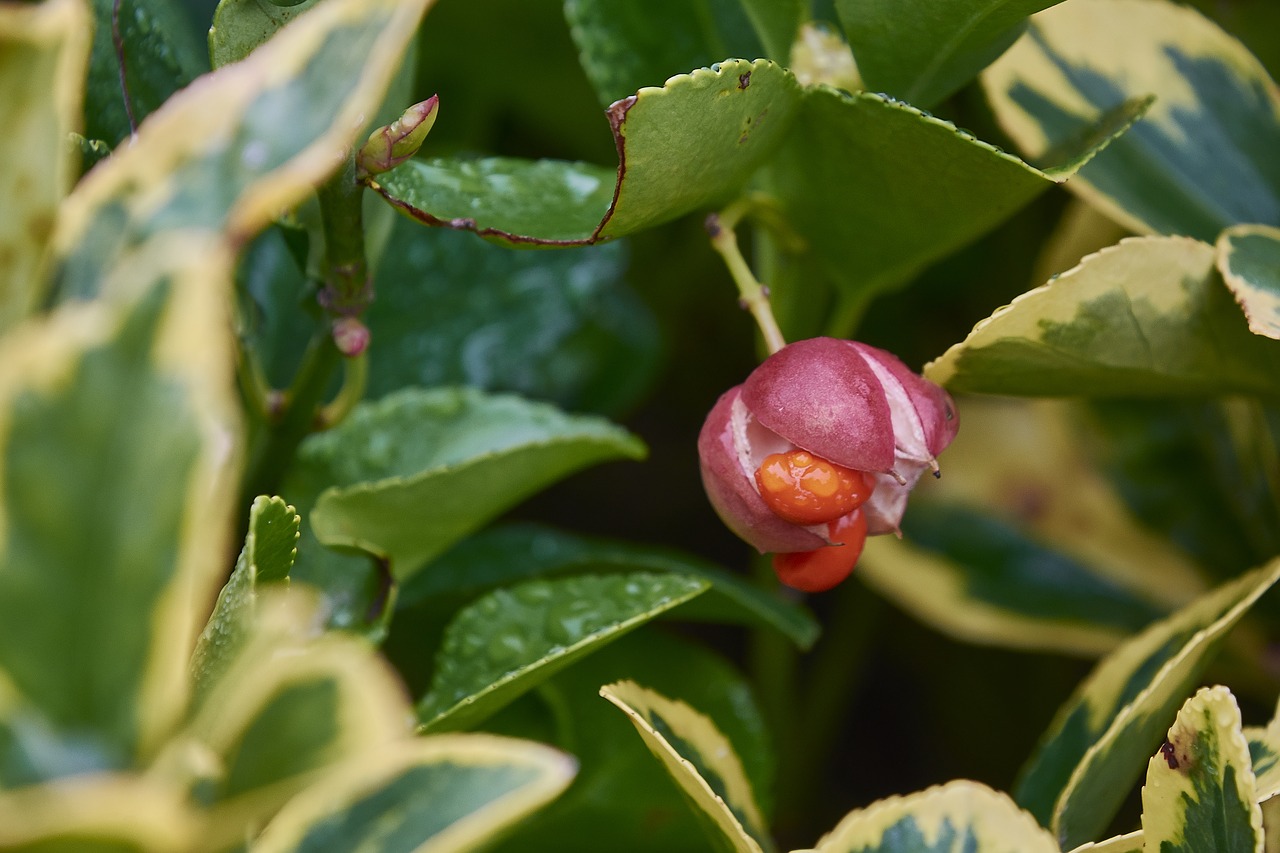 flower  leaves  plant free photo