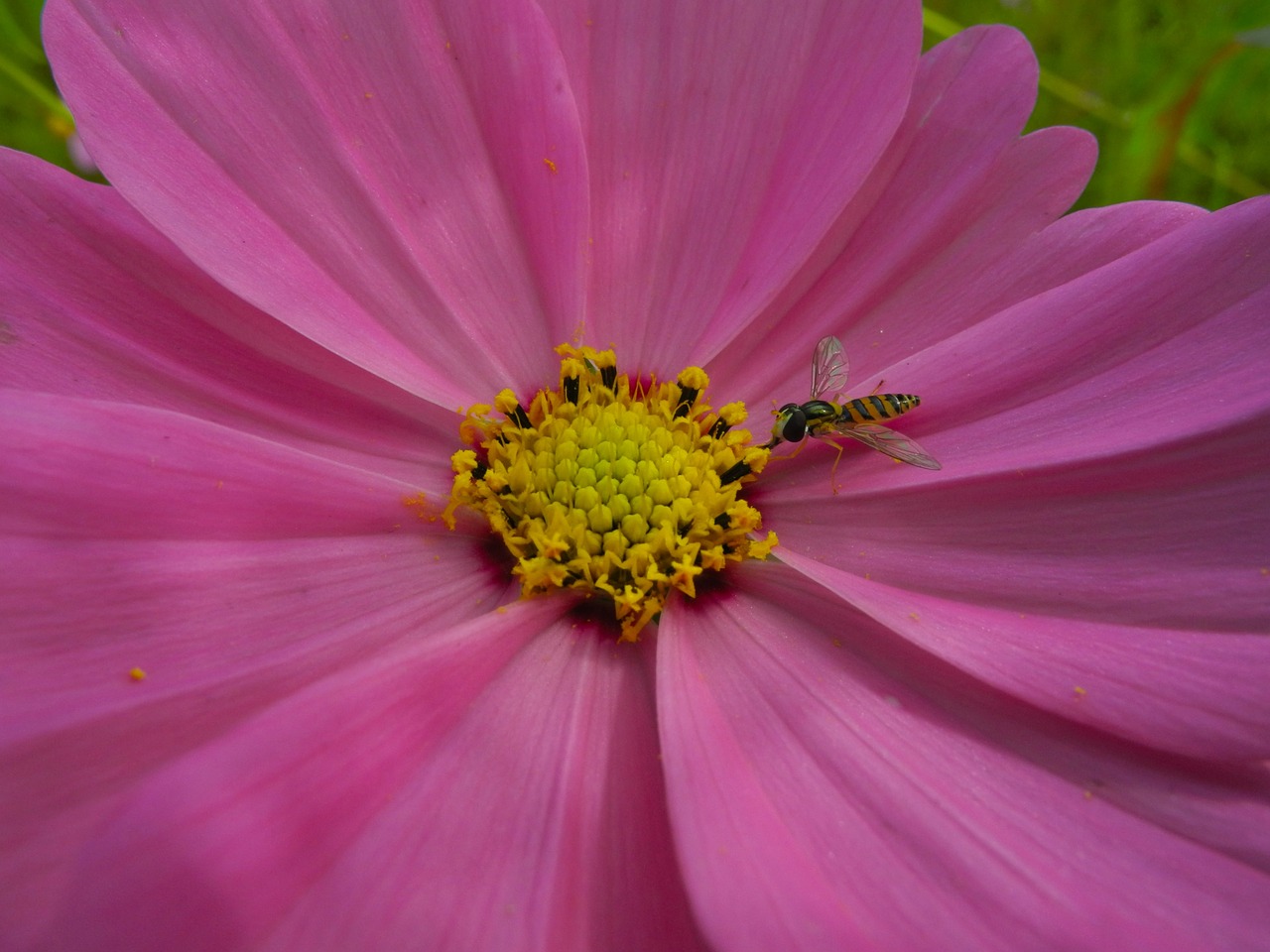 flower  bee  pollen free photo