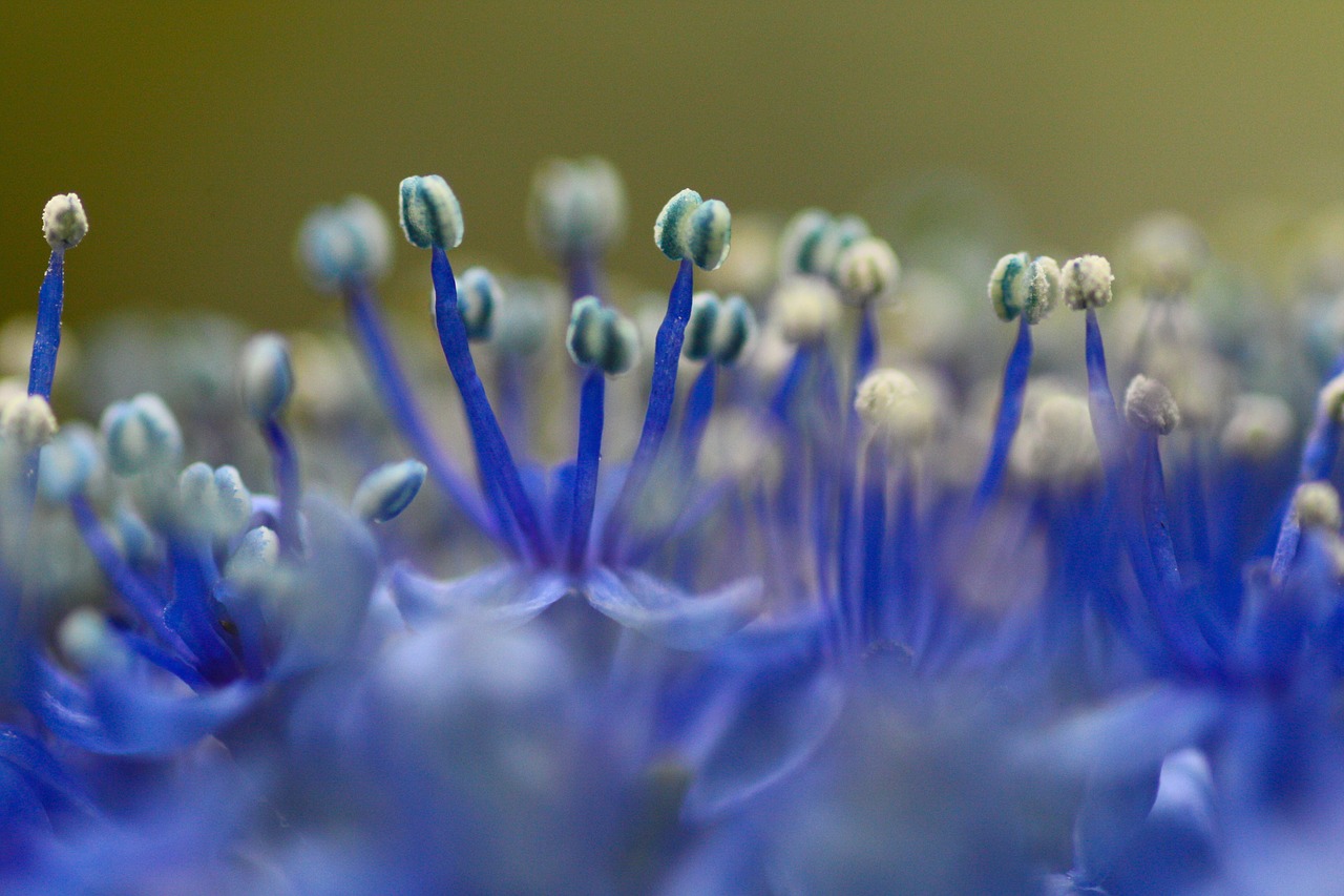 flower  stamen  bloom free photo