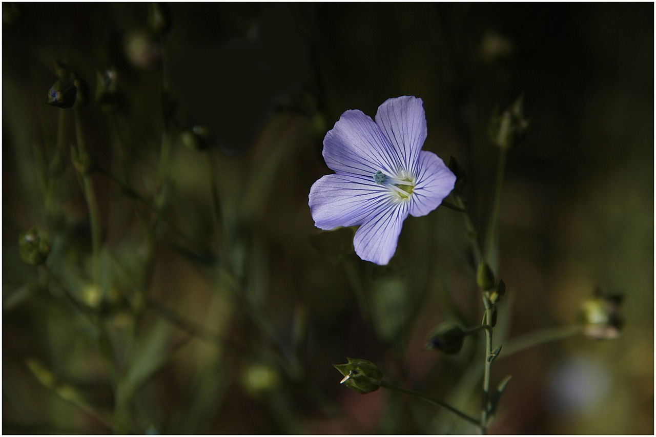 flower  flax  plant free photo