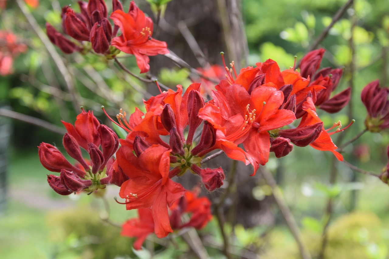 flower  spring  garden free photo