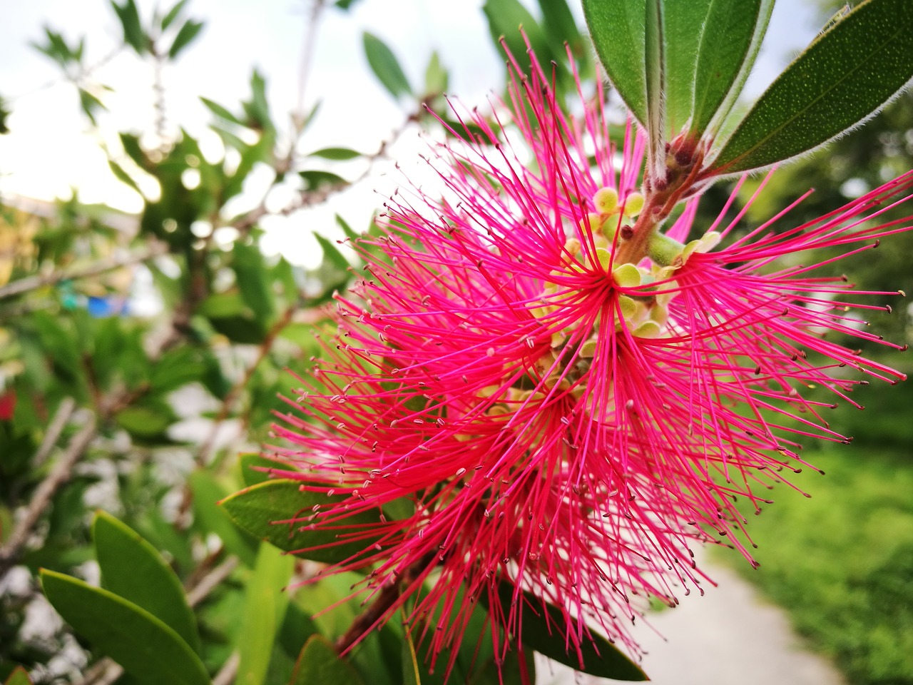 flower  plant  spring free photo