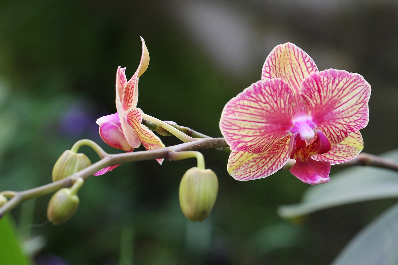 flower  bloom  blossom free photo