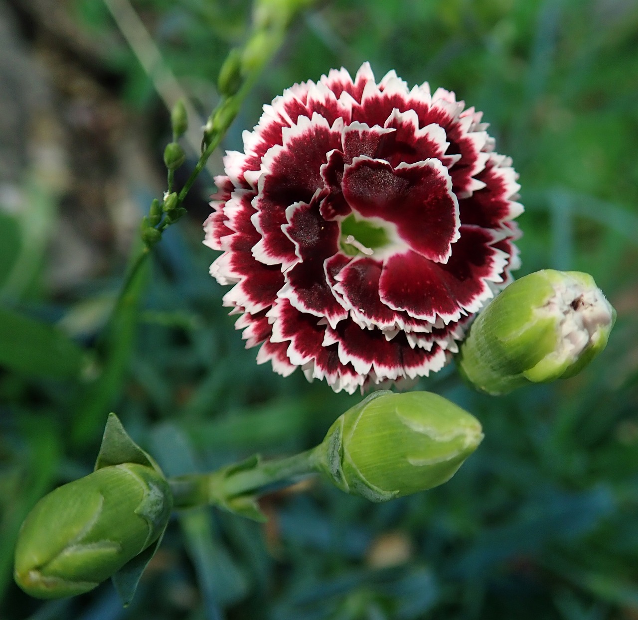 flower  carnation  perfume free photo