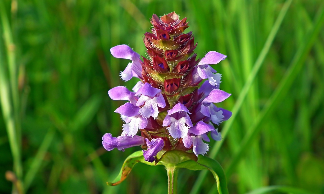 flower  grasshopper  nature free photo