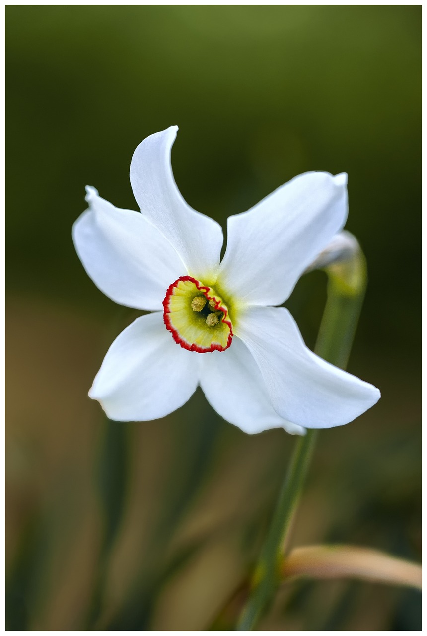 flower  petals  floral free photo