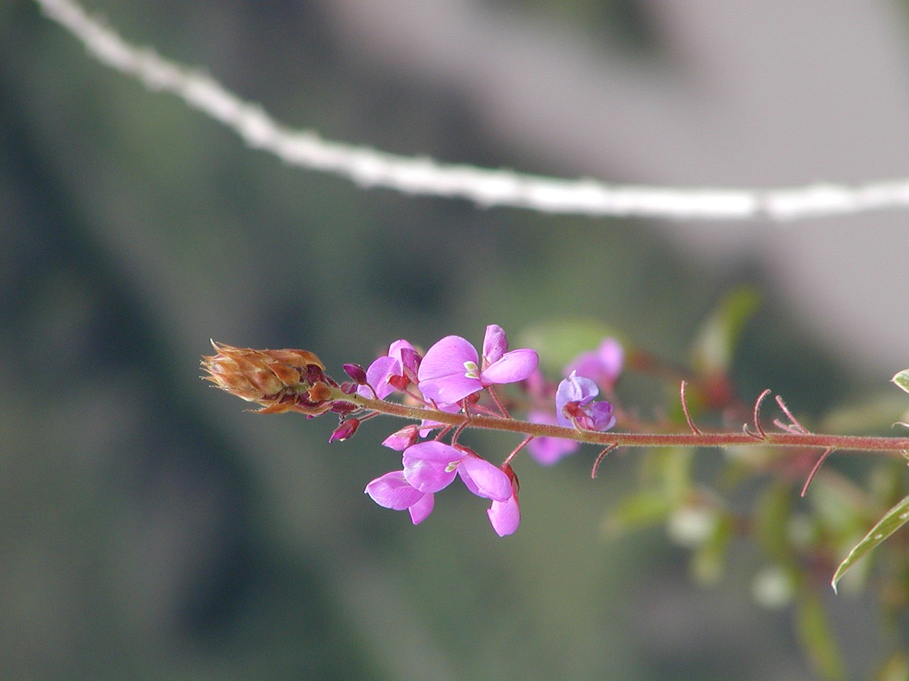 flower  blossom  bloom free photo