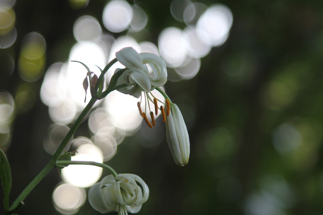 flower  white  summer free photo