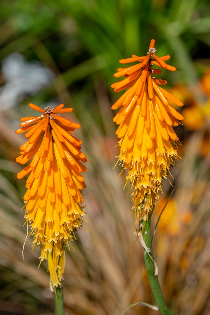 flower  summer  garden free photo