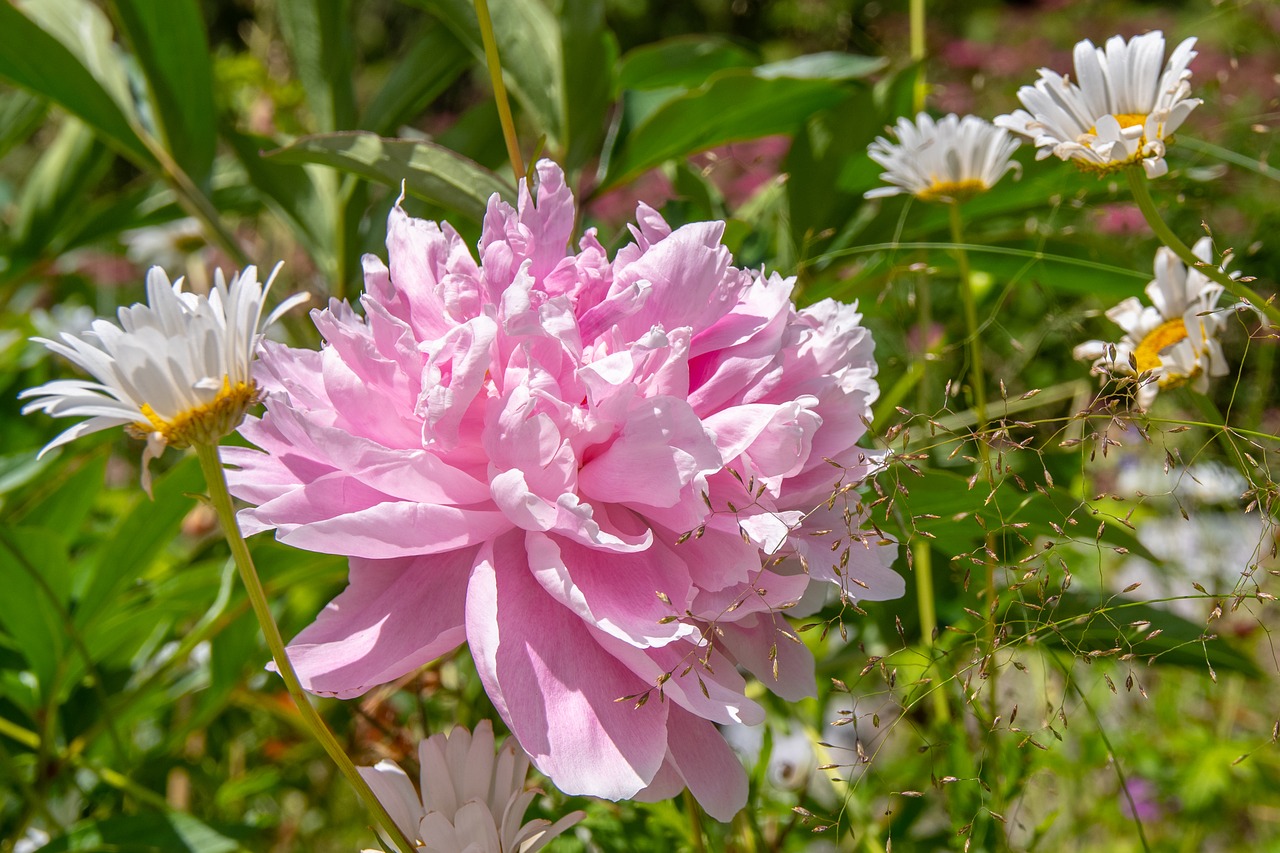 flower  summer  garden free photo