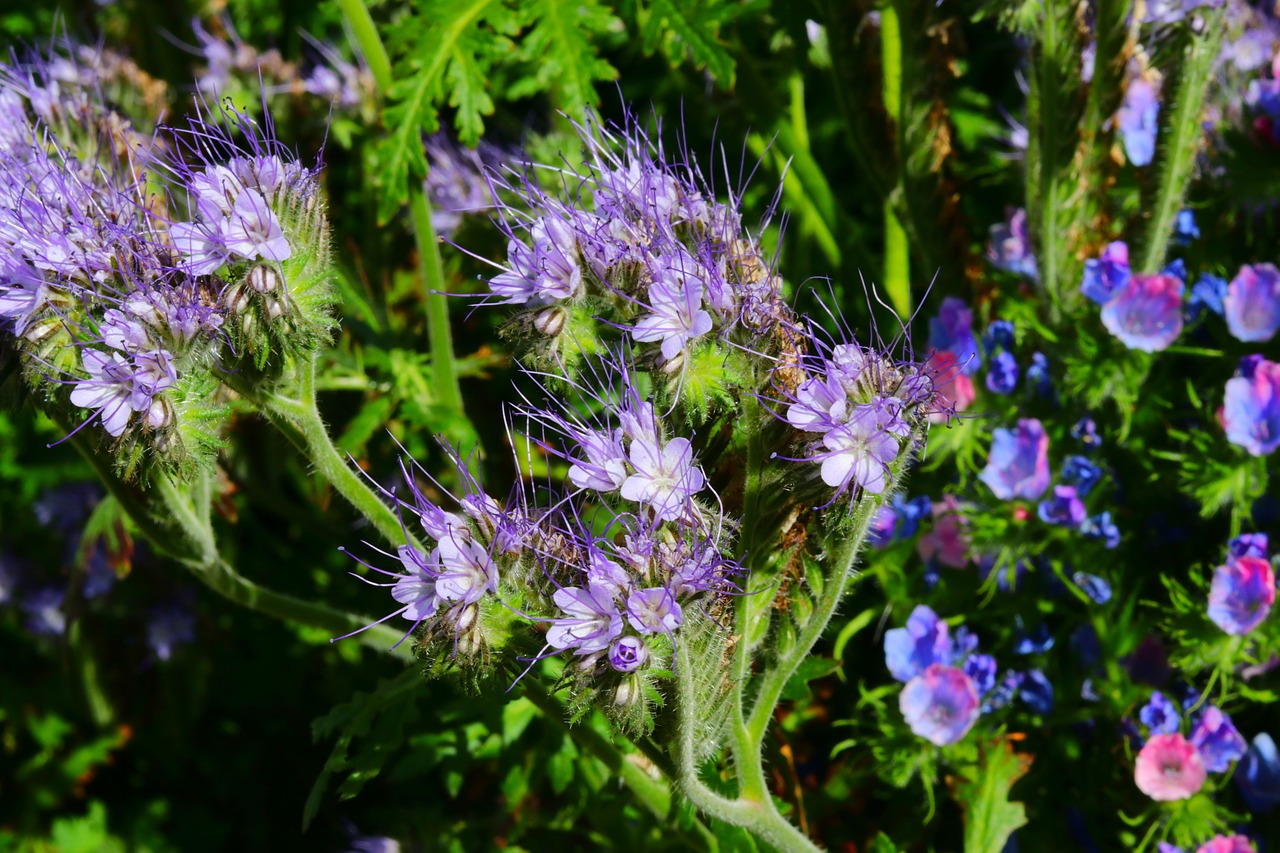 flower  garden  nature free photo