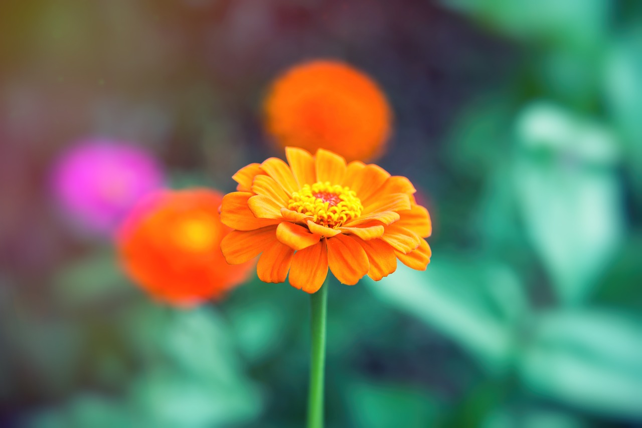 flower  flowers  orange free photo