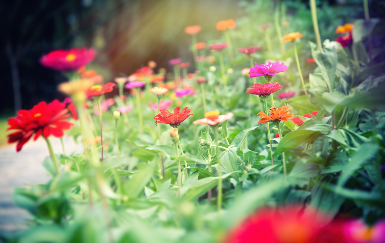 flower  flowers  red free photo