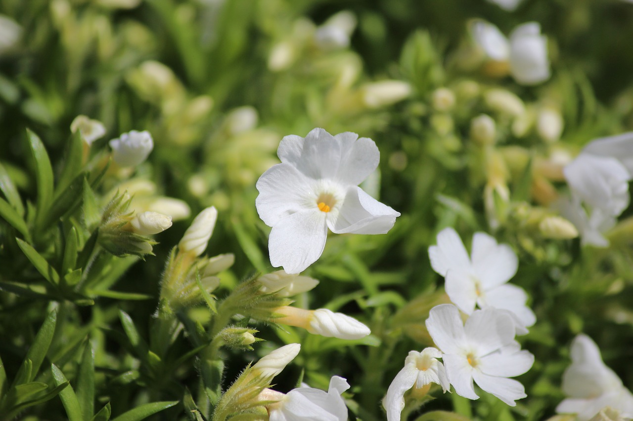 flower  white  garden free photo