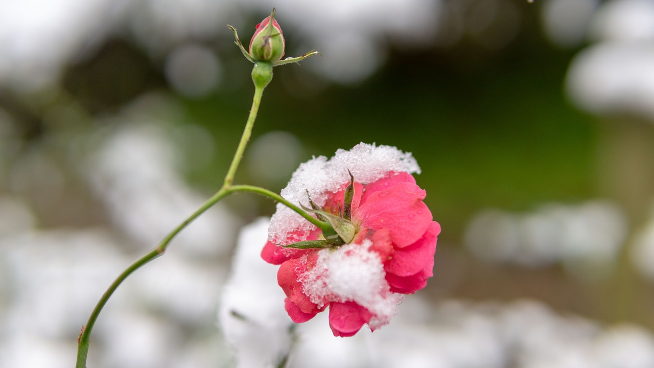 flower  red flowers  garden free photo