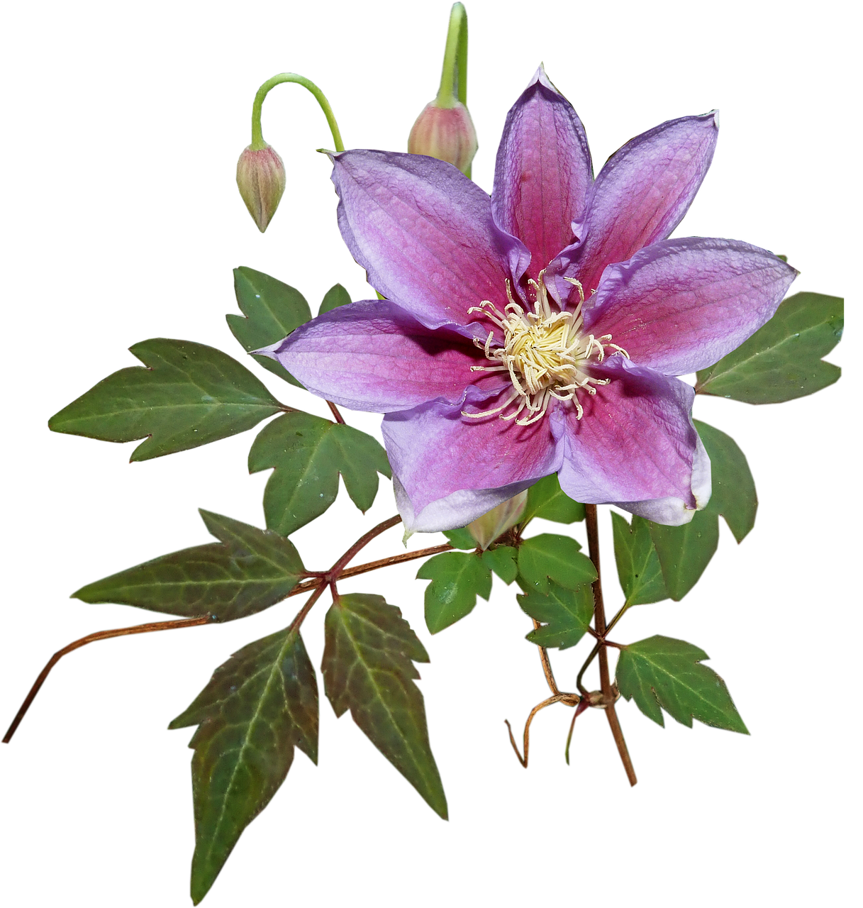 flower  clematis  creeper free photo