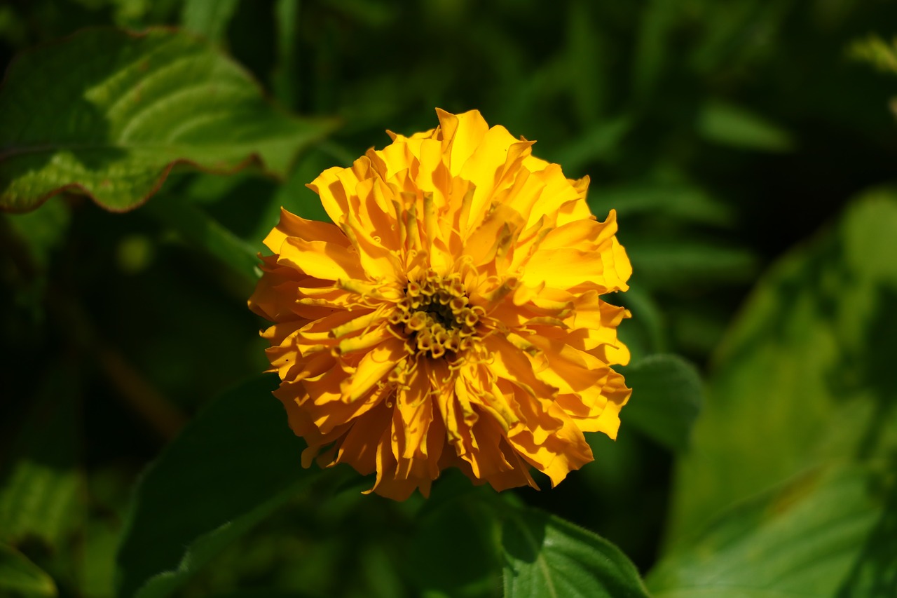 flower  yellow  green free photo