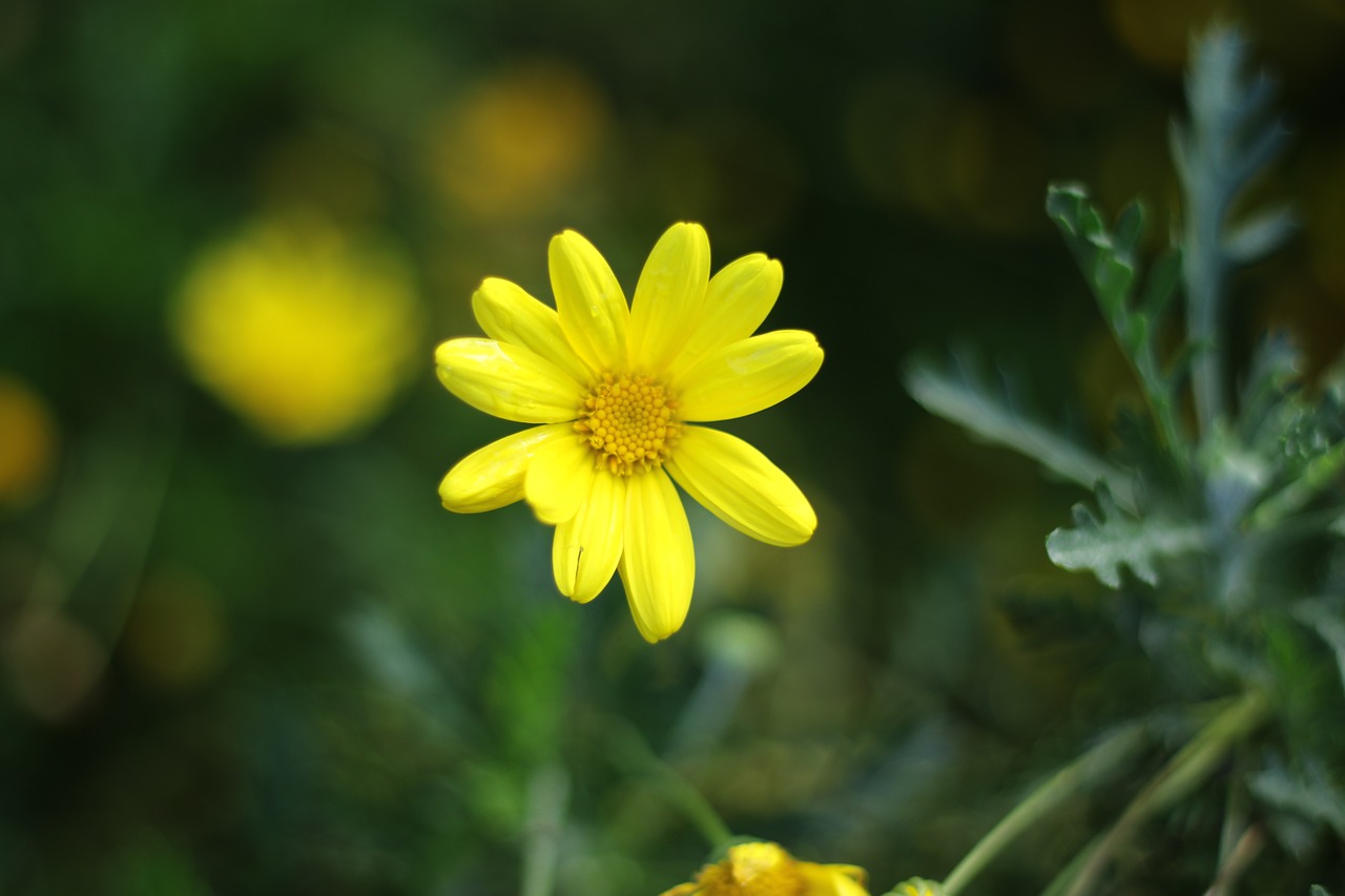 flower  chrysanthemum  field free photo