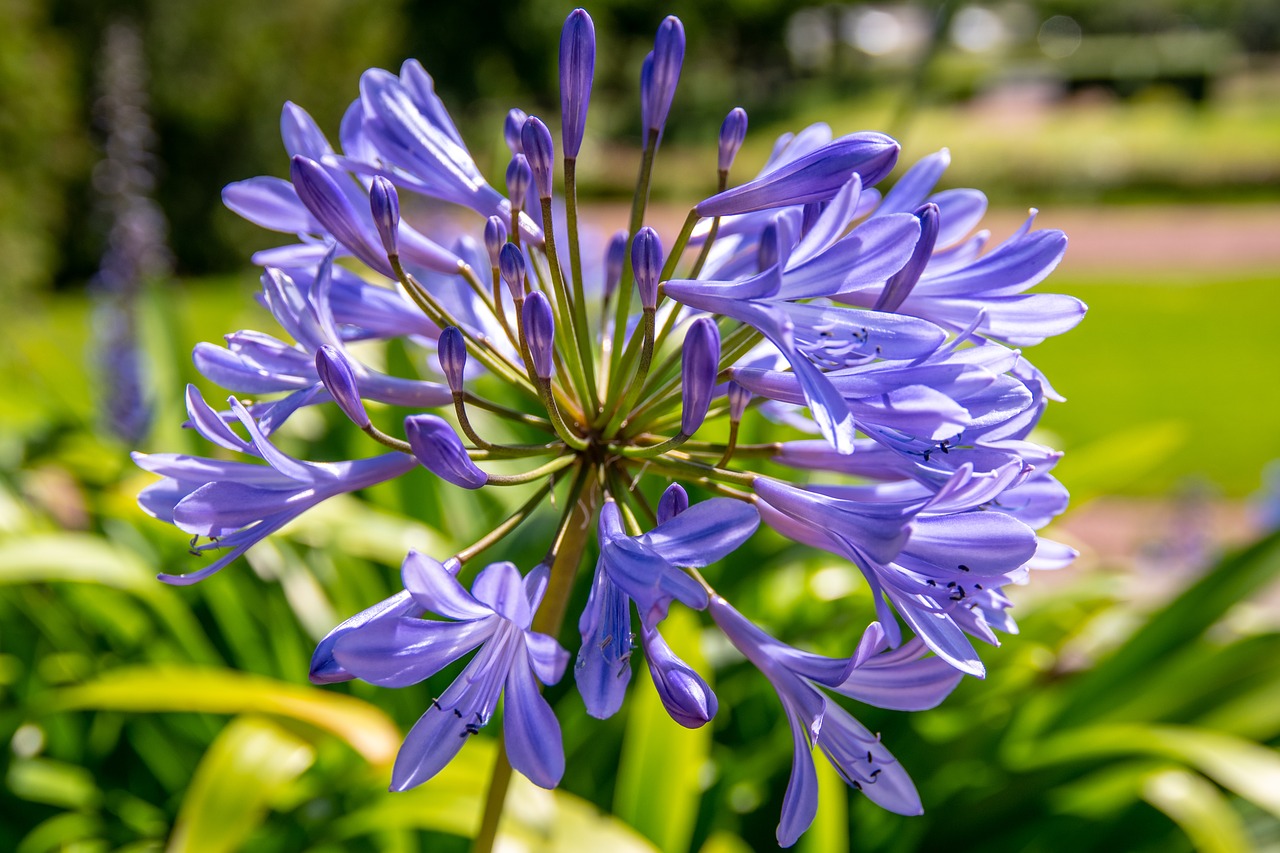 flower  petal  garden free photo