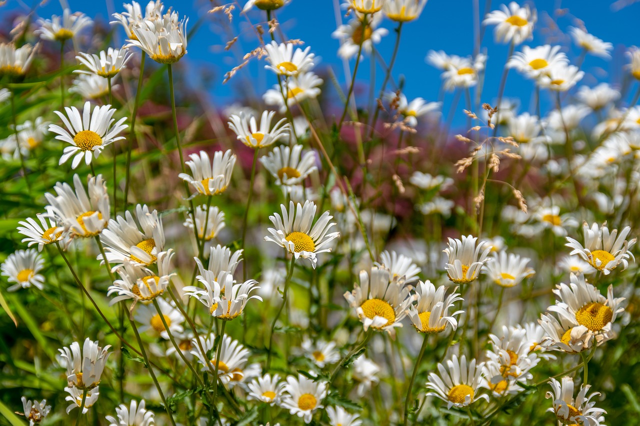 flower  sun  meadow free photo