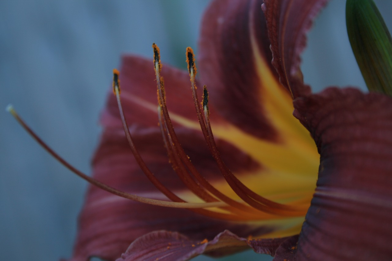 flower  close up  nature free photo