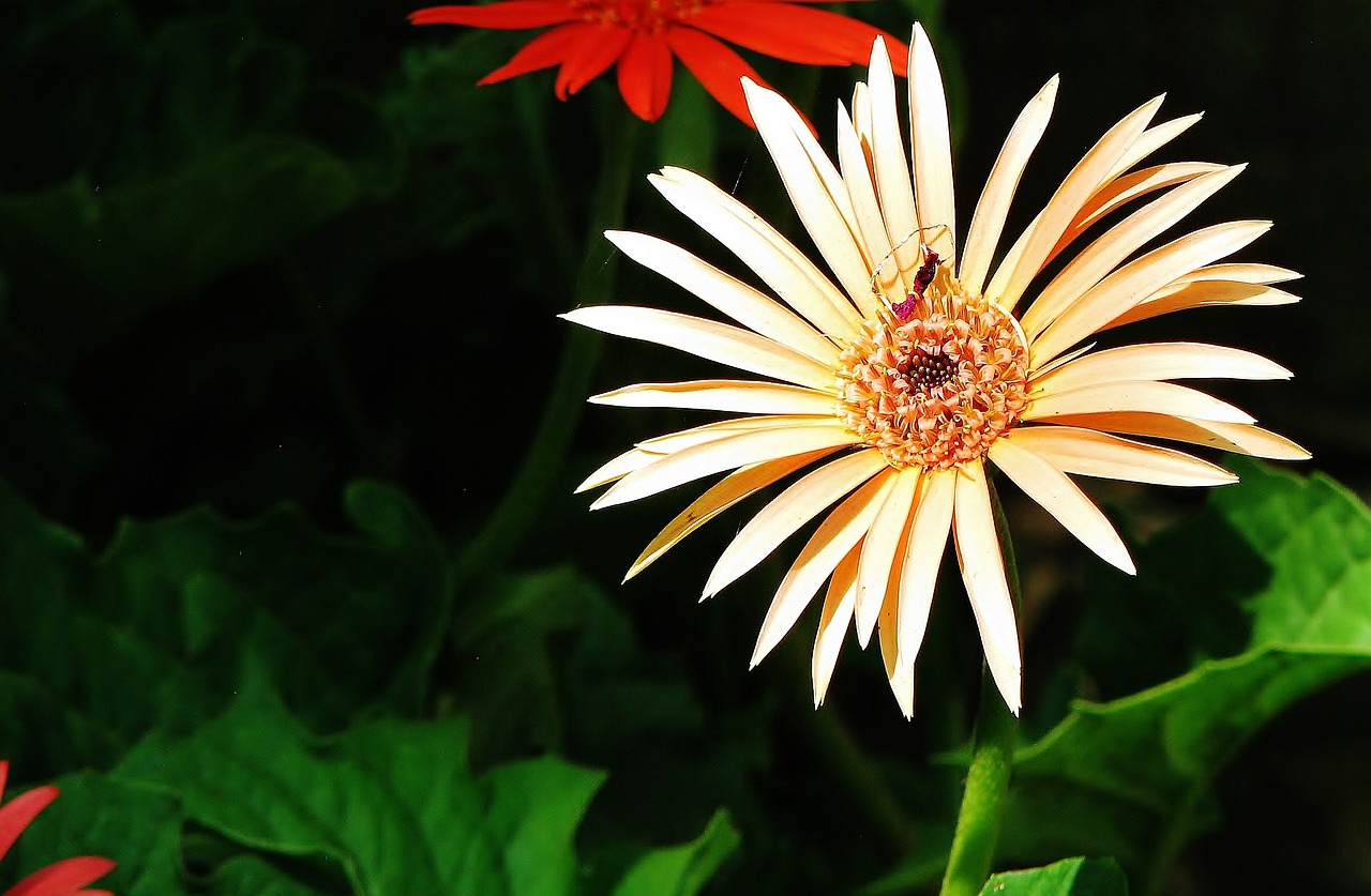 flower blossom white free photo