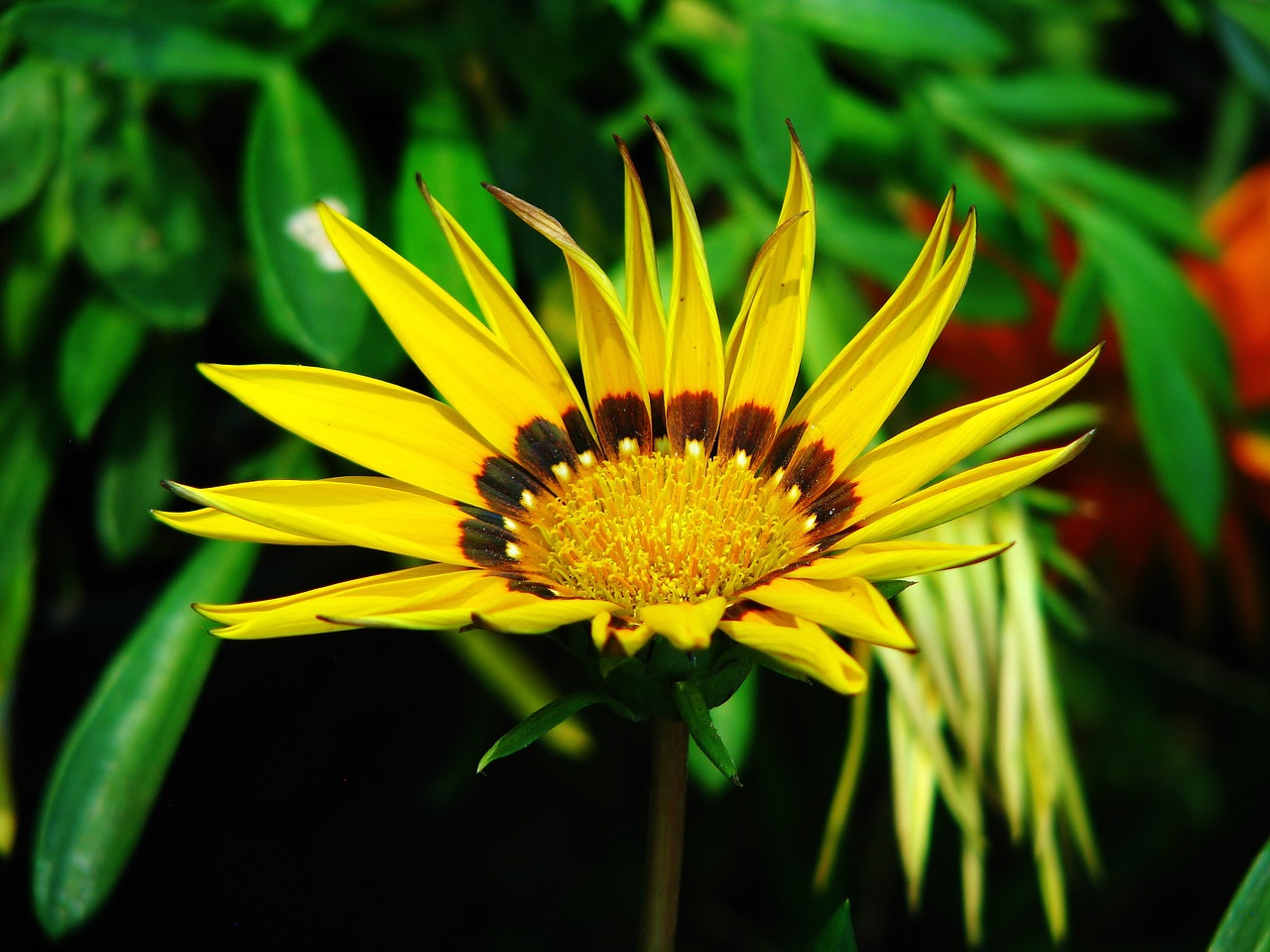 flower yellow blossom free photo