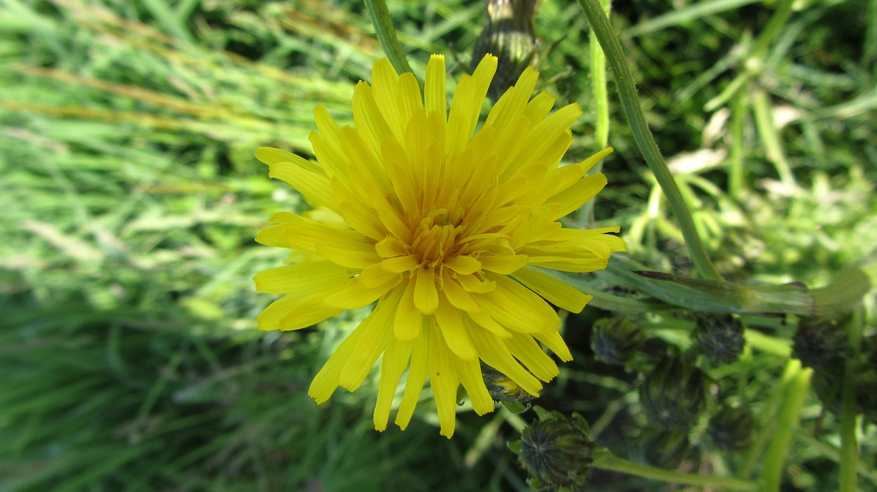 flower  yellow  garden free photo