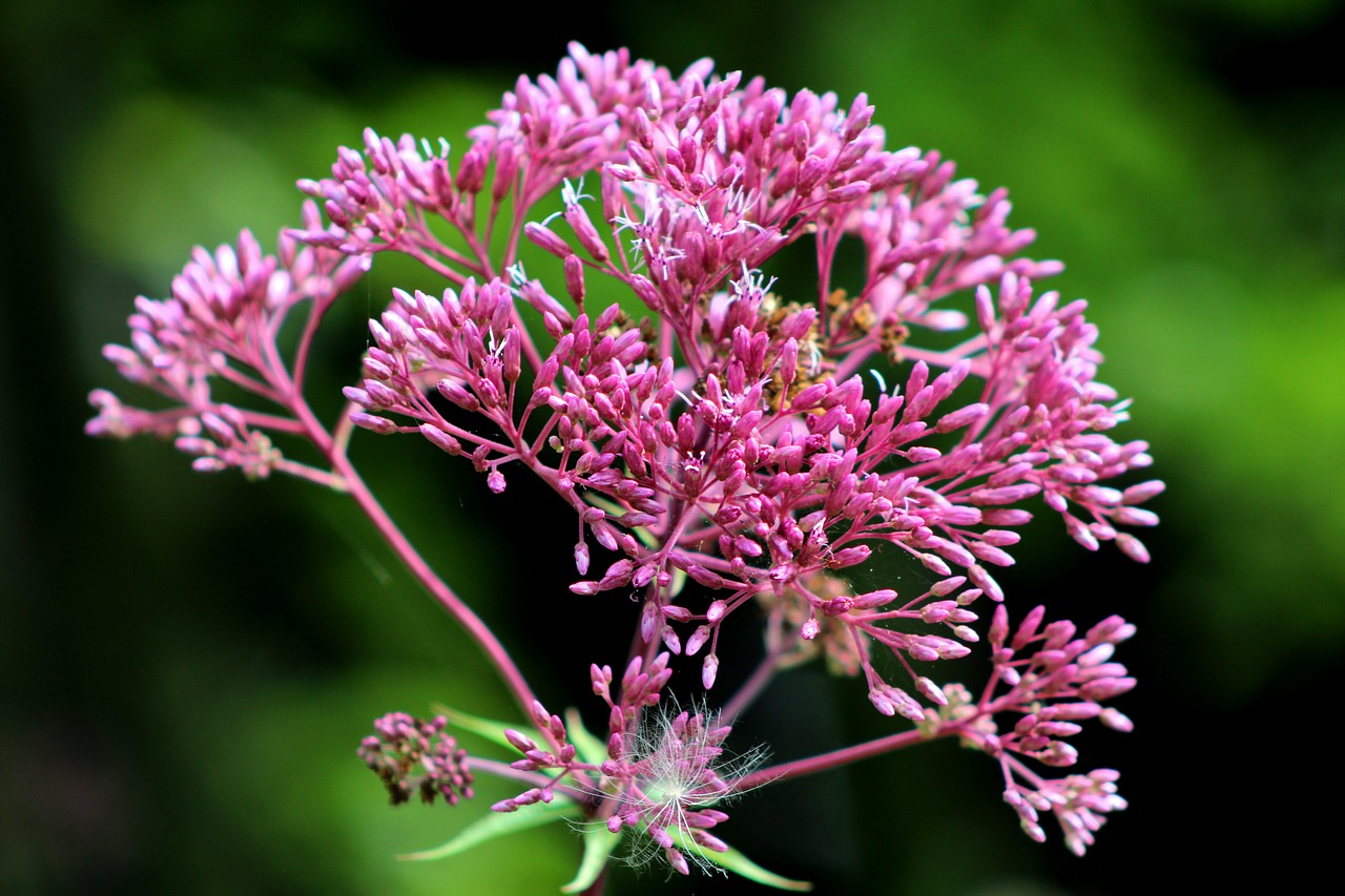 flower  pink  beauty free photo