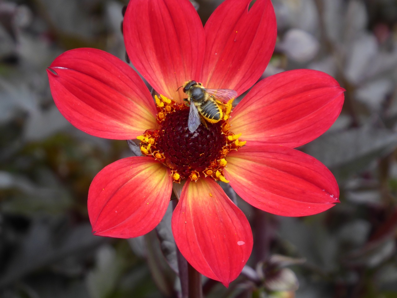 flower  bee  insect free photo