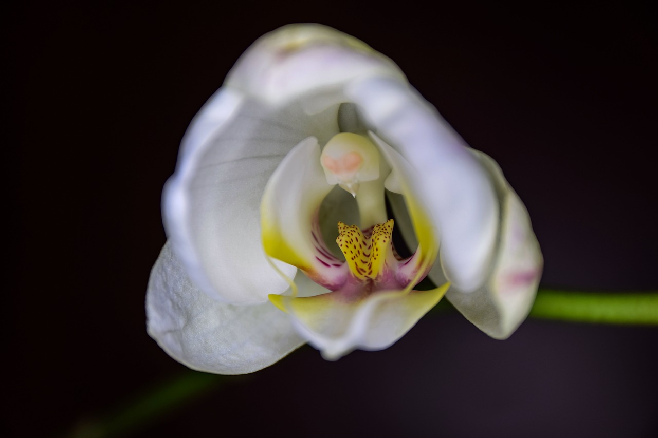 flower  orchid  nature free photo