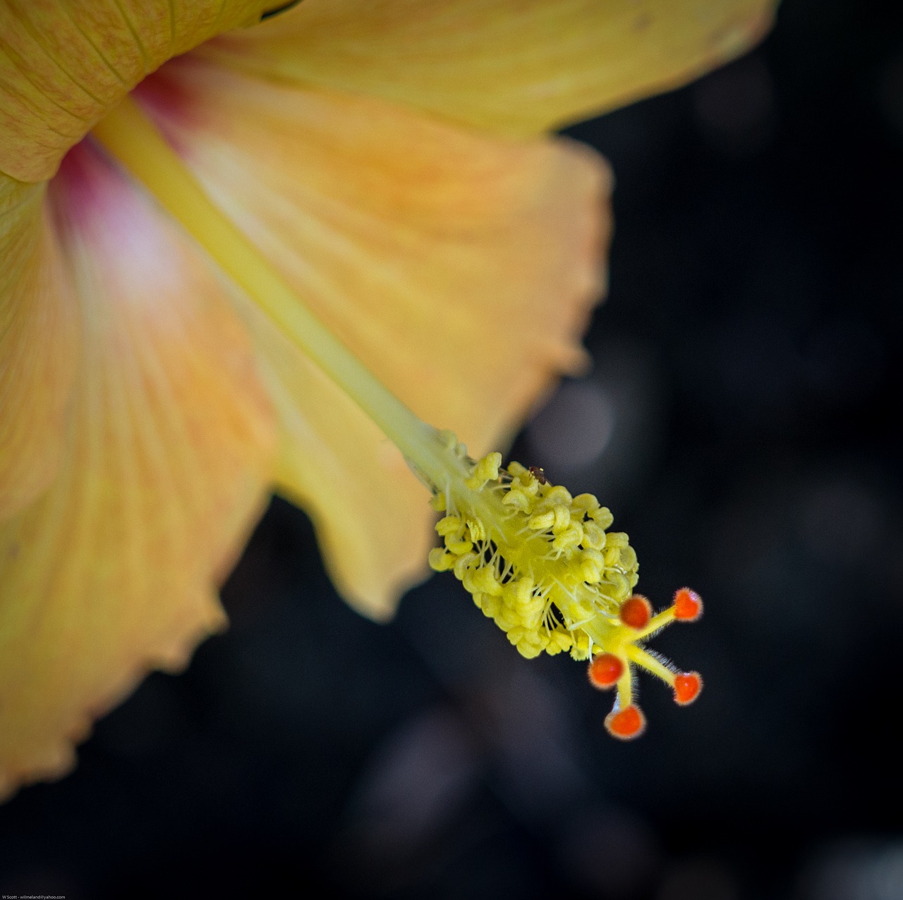 flower  hibiscus  yellow free photo