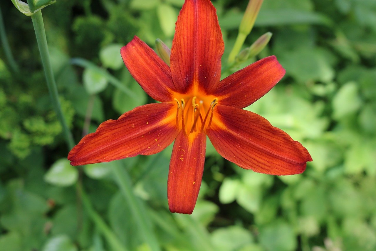 flower  red flower  plant free photo