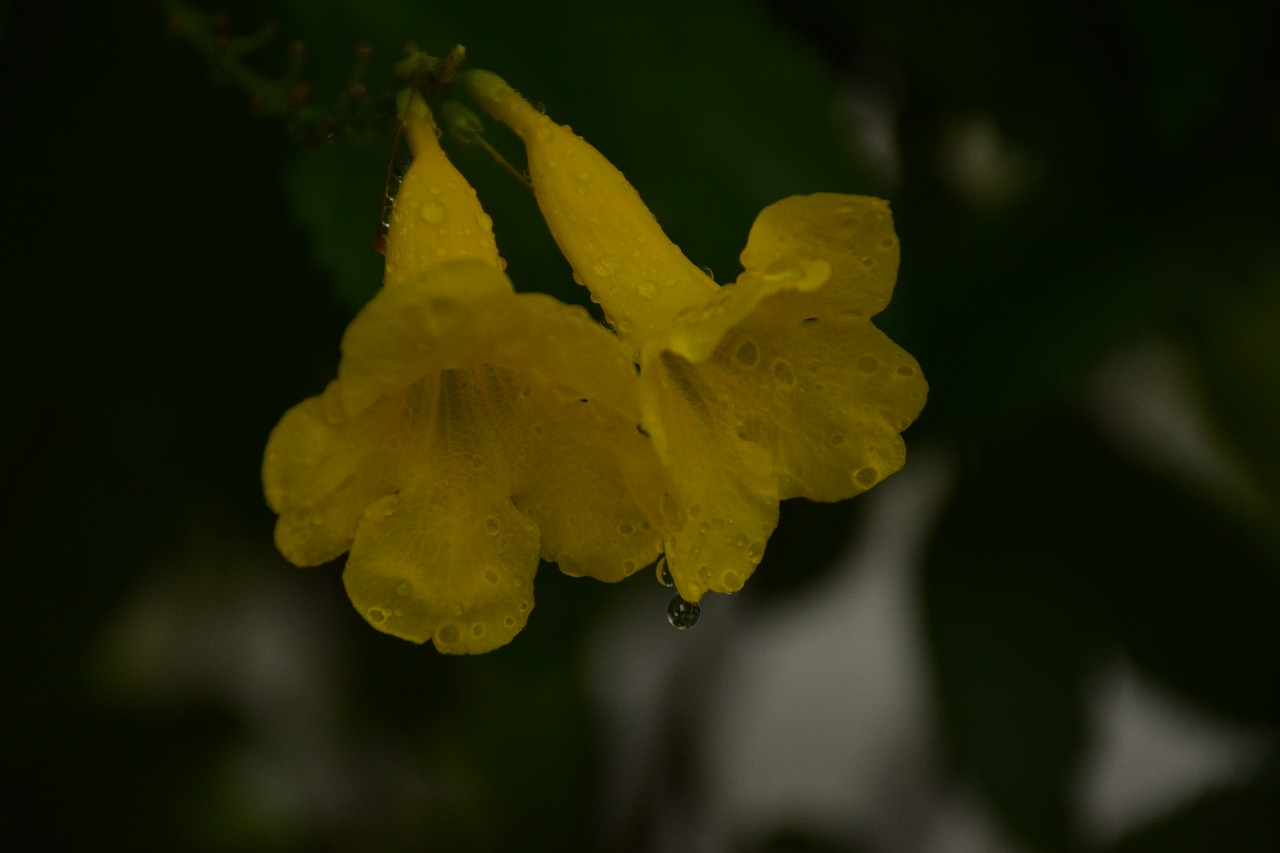 flower  water  drop free photo