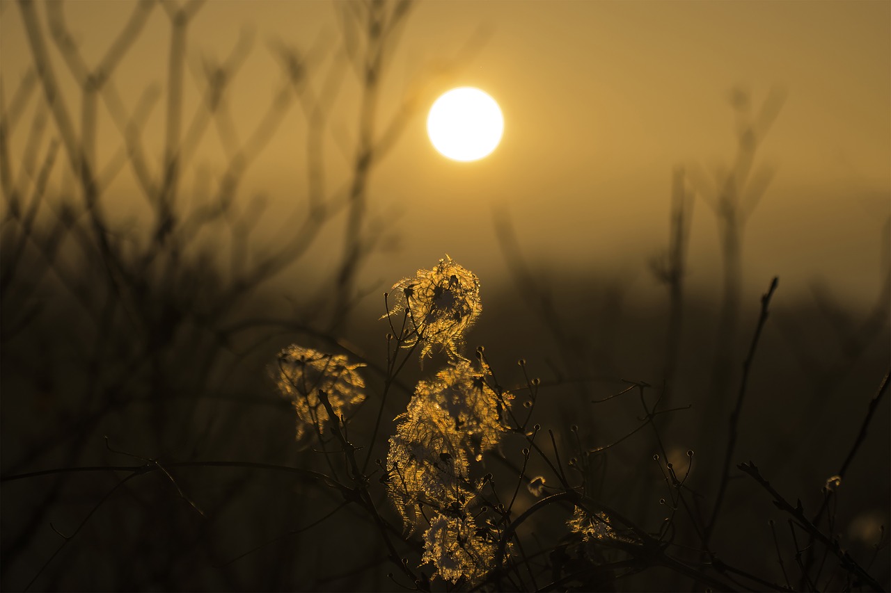 flower  sunset  nature free photo