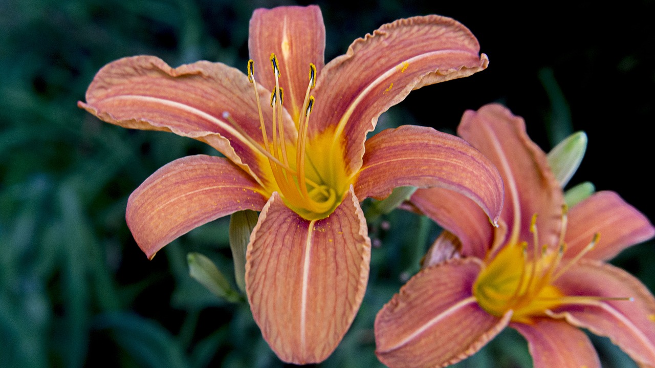 flower  orange  nature free photo