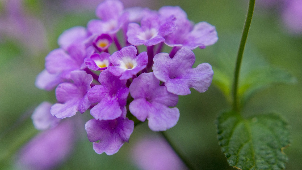 flower  purple  petals free photo