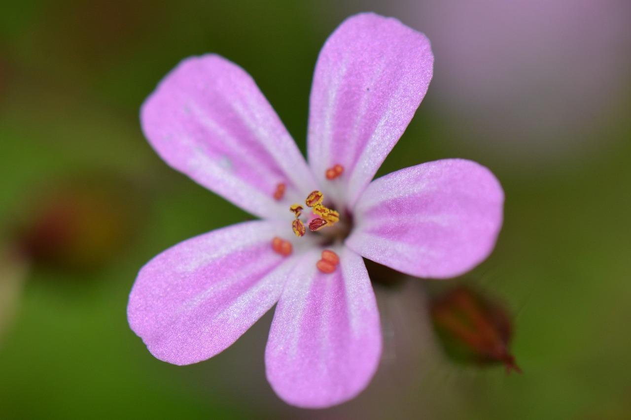 flower nature macro free photo