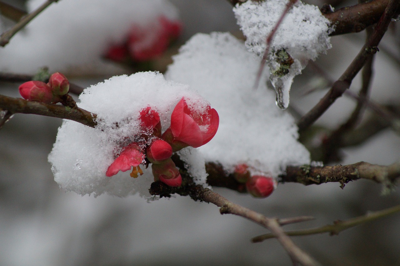 flower  snow  winter free photo