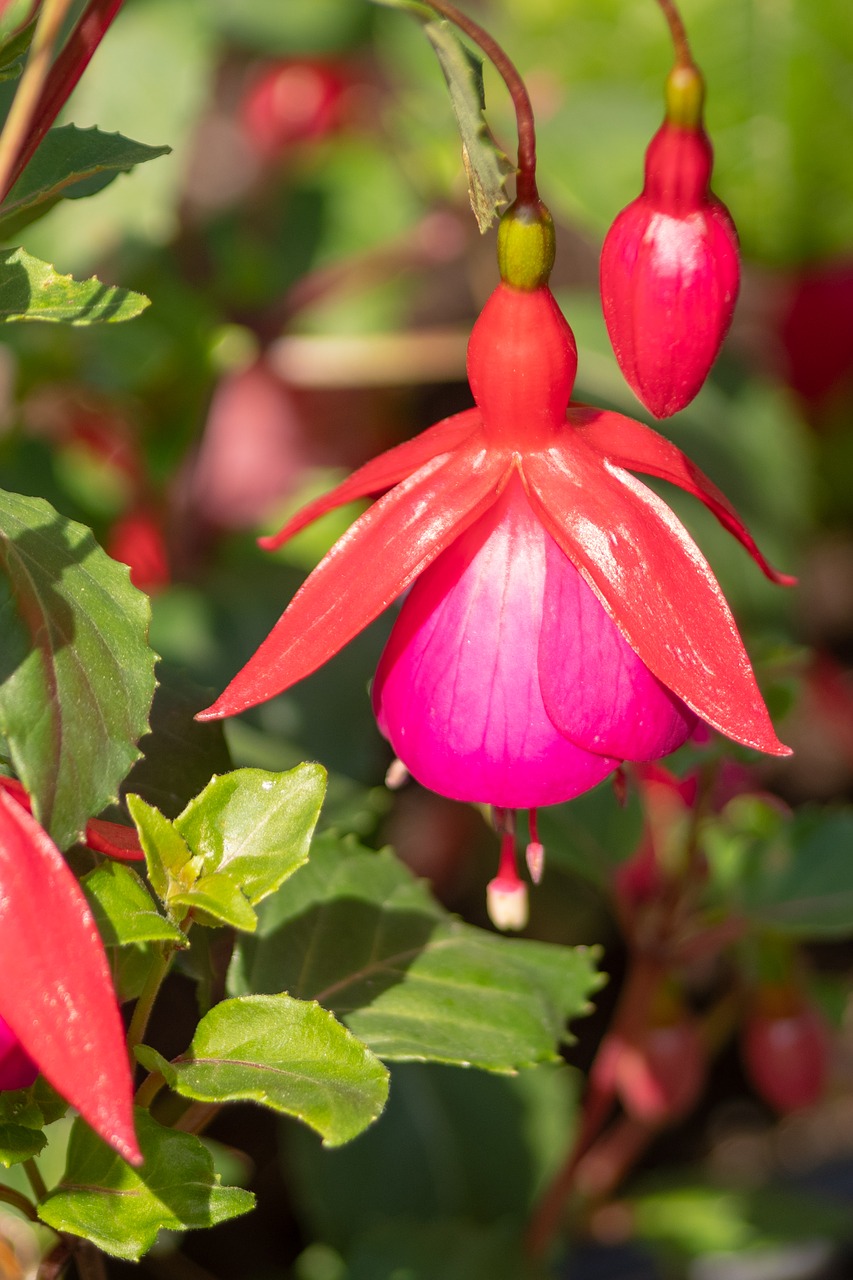 flower  park  plant free photo