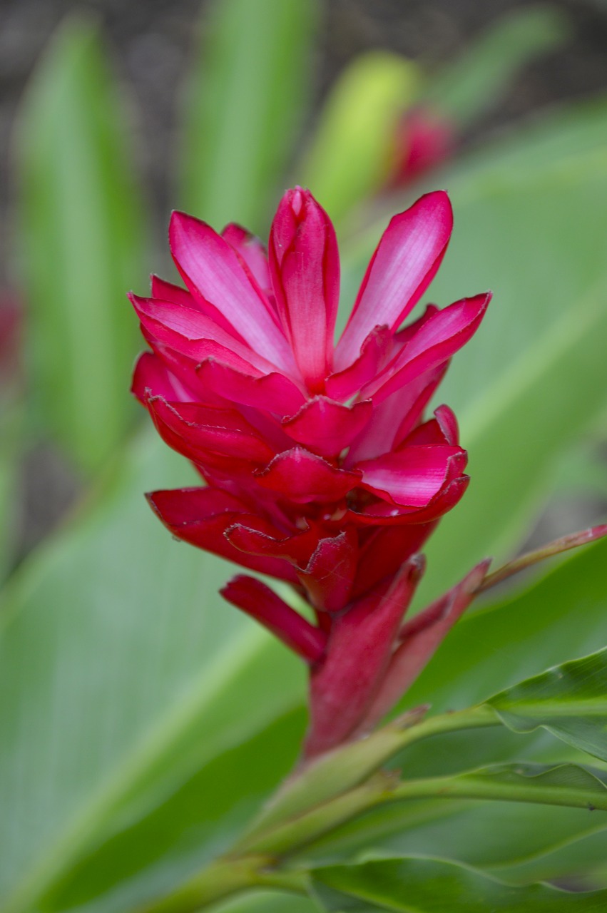 flower  plant  flowers free photo