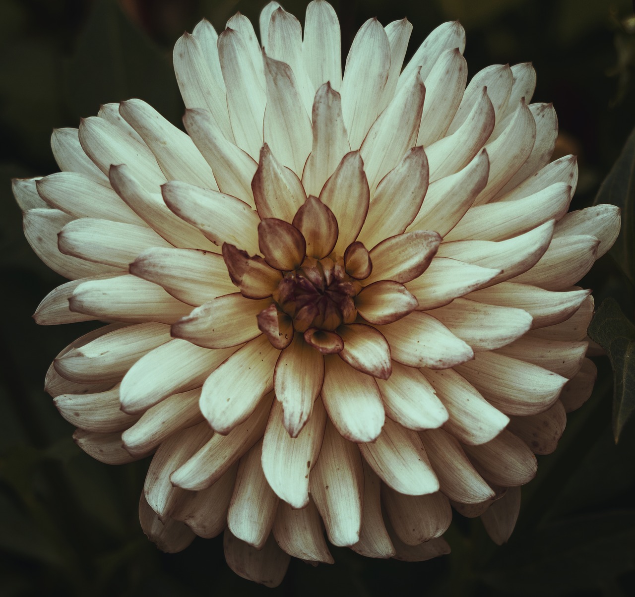 flower  dahlia  garden free photo