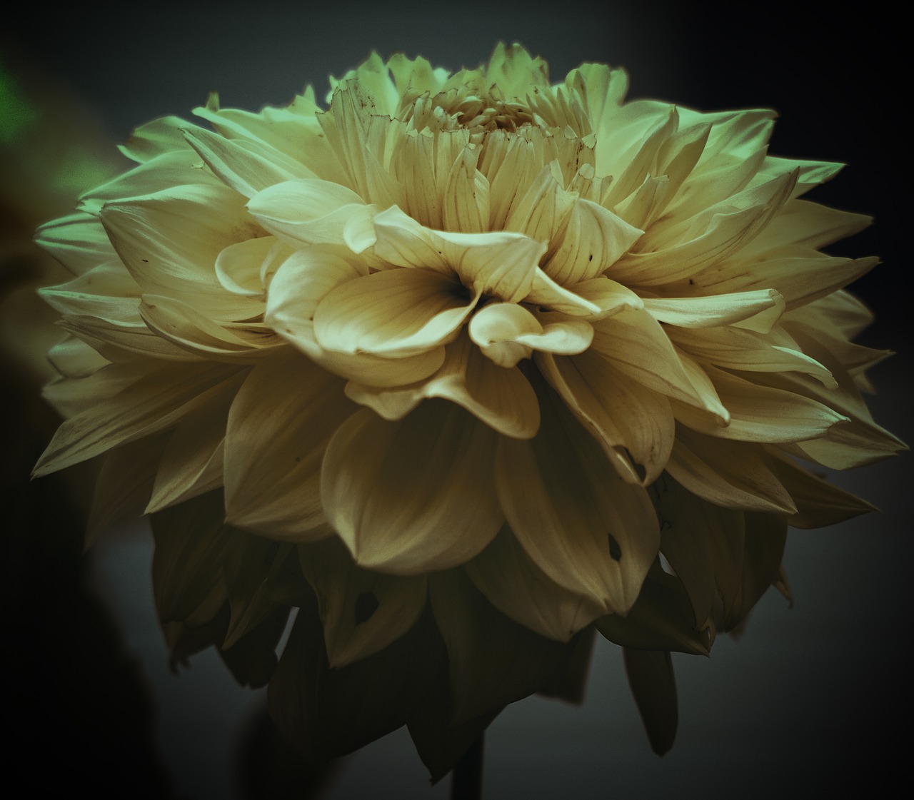 flower  dahlia  garden petals free photo