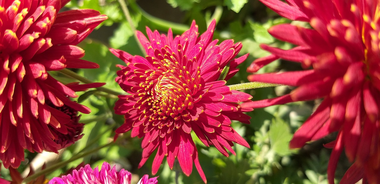 flower  red  nature free photo