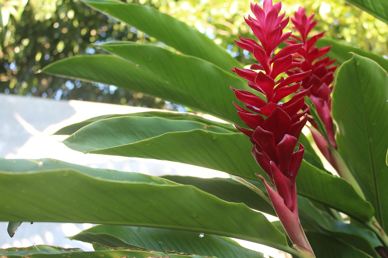 flower  nature  garden free photo