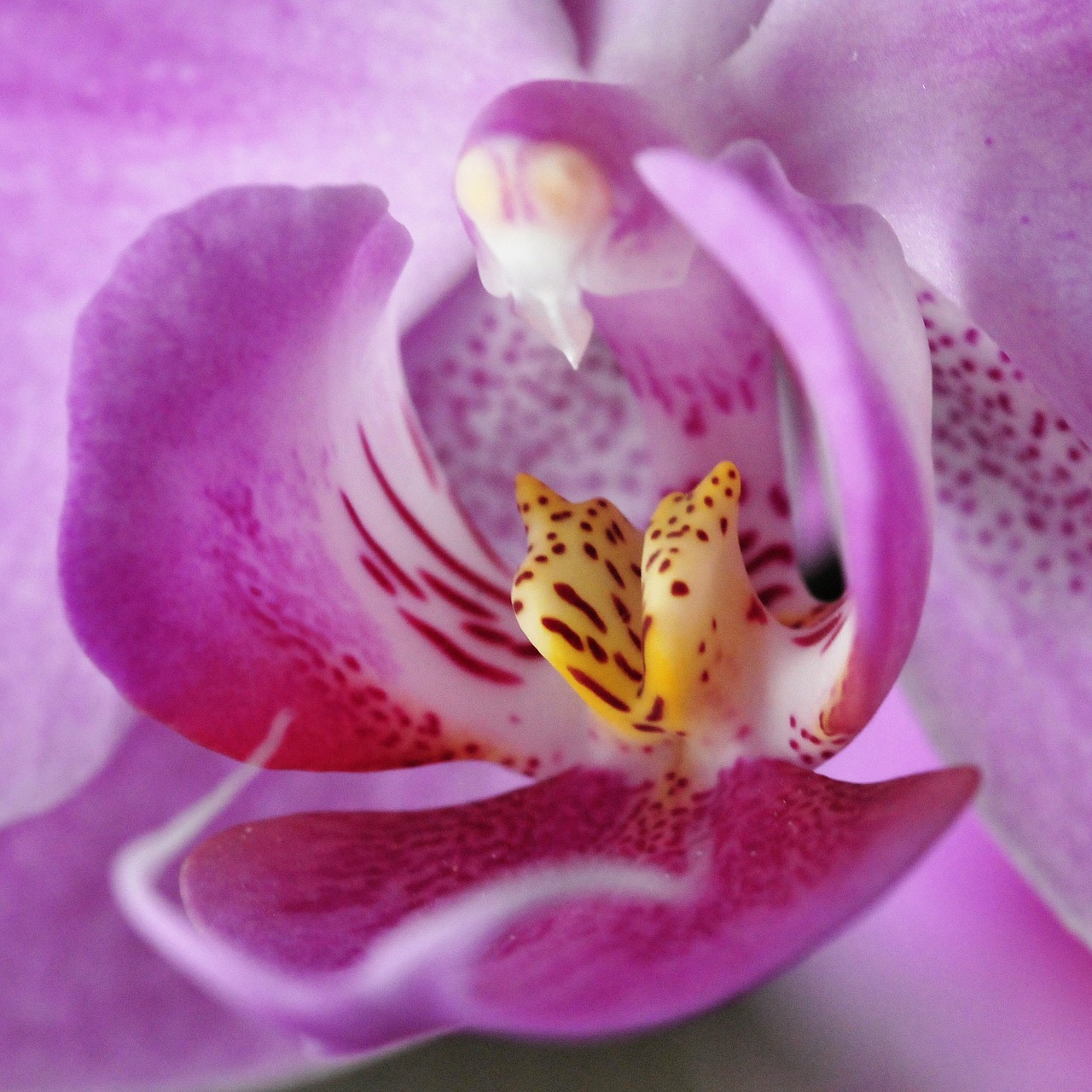 flower  orchid  phalaenopsis free photo